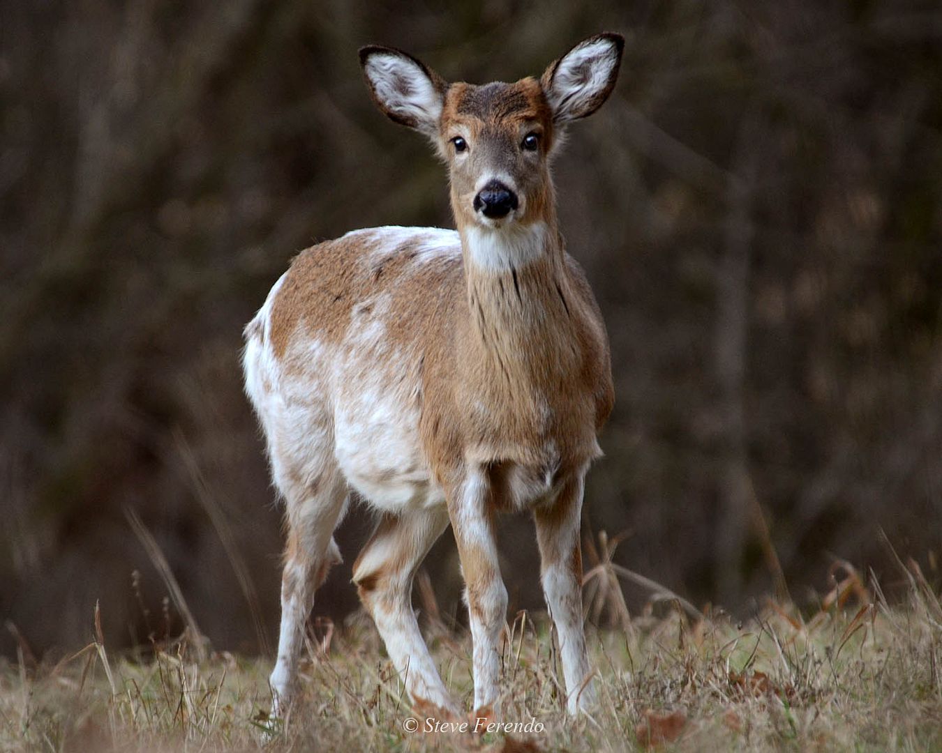 "Natural World" Through My Camera Piebald Button Buck
